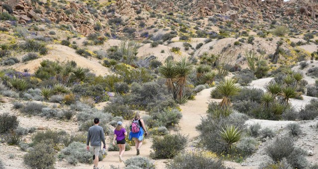 vuon-quoc-gia-joshua-tree00012