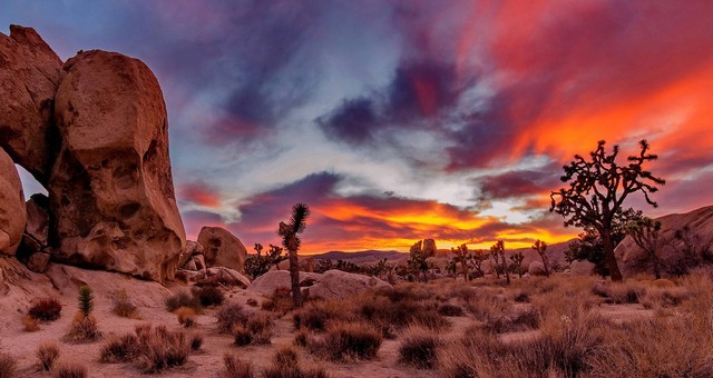 vuon-quoc-gia-joshua-tree00013