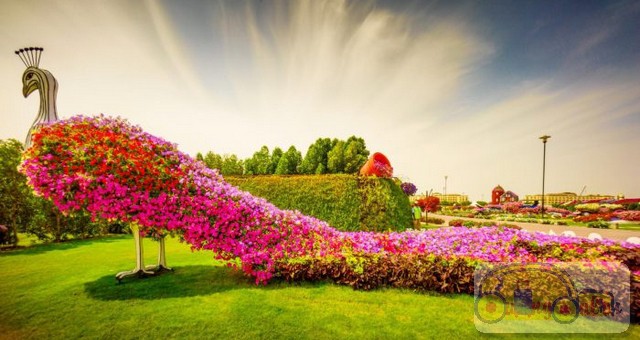 dia-diem-du-lich-dubai-vuon-hoa-dieu-ki00004
