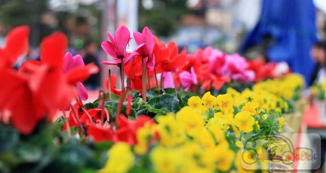 vuon-hoa-thanh-pho-da-lat00018