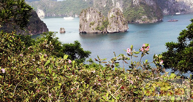 dao-soi-sim-ha-long00004