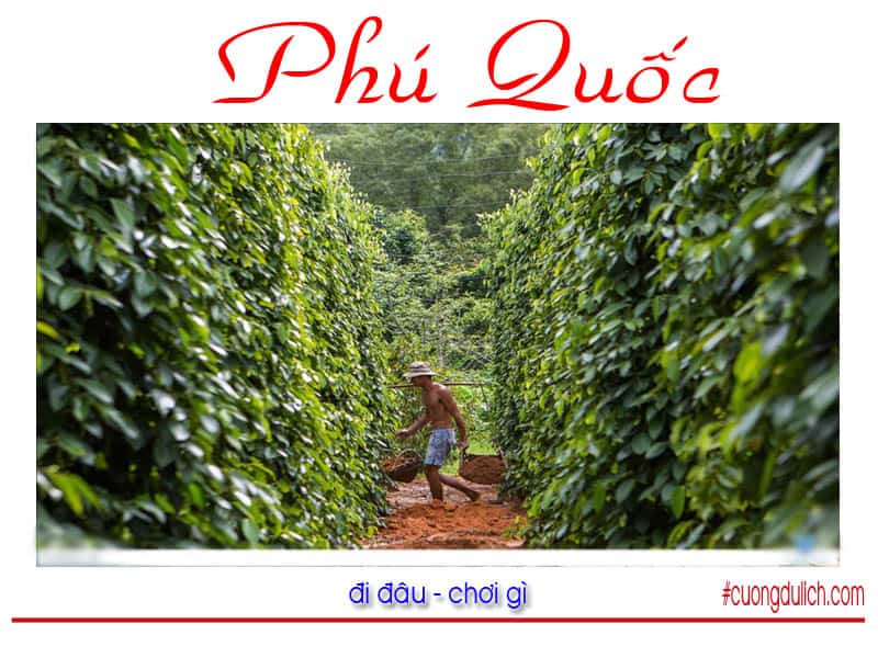 vuon-tieu-phu-quoc