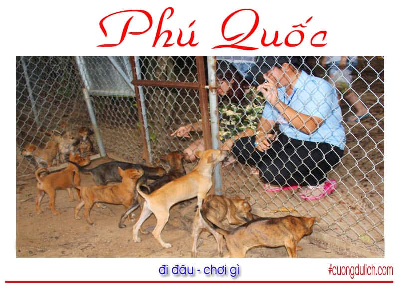 trai-cho-xoay-phu-quoc