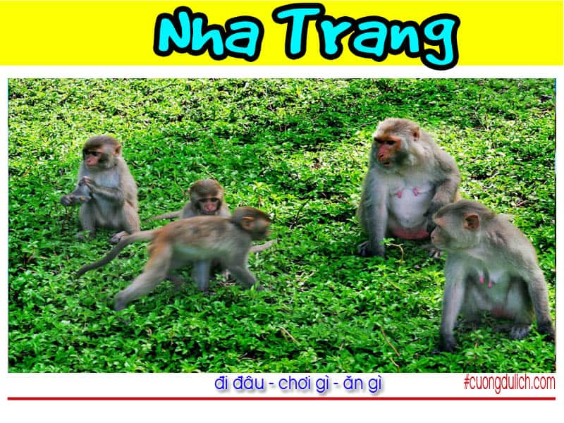 dao-khi-nha-trang