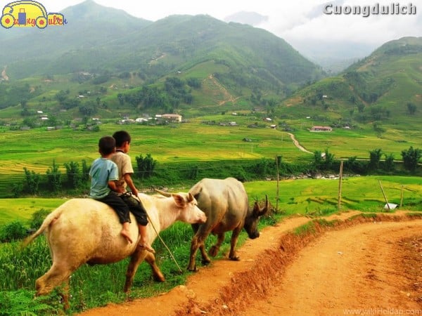 sapa-tavan