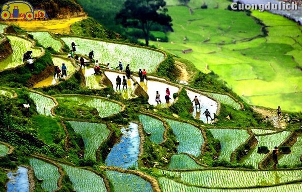 sapa_7
