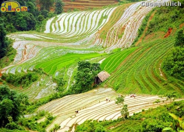 sapa_15