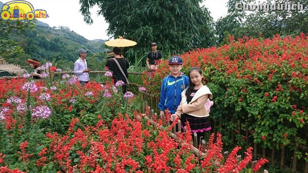 sapa_11