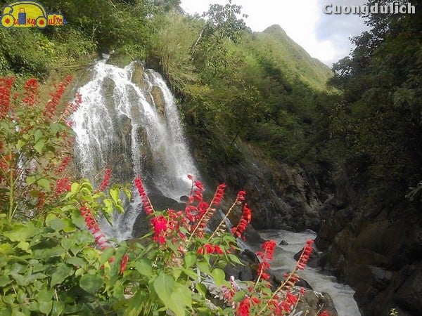 sapa_44