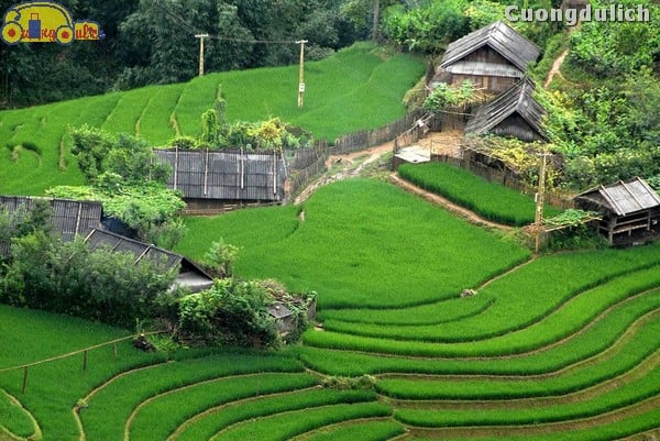 sapa_28