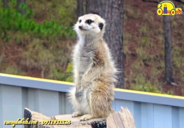 Zoodoo-Da-Lat-2019-24