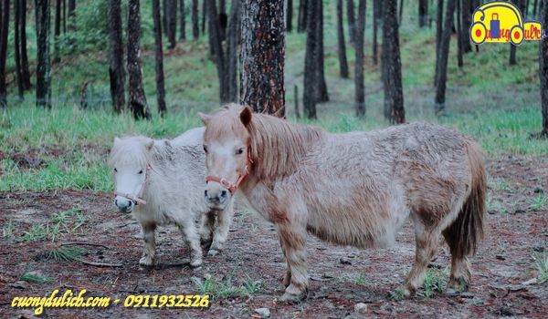 Zoodoo-Da-Lat-2019-22