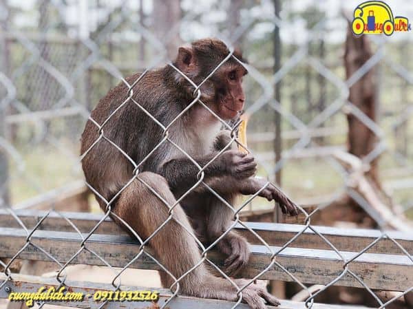Zoodoo-Da-Lat-2019-14