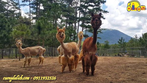Zoodoo-Da-Lat-2019-18