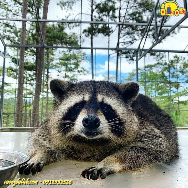 Zoodoo-Da-Lat-2019-17