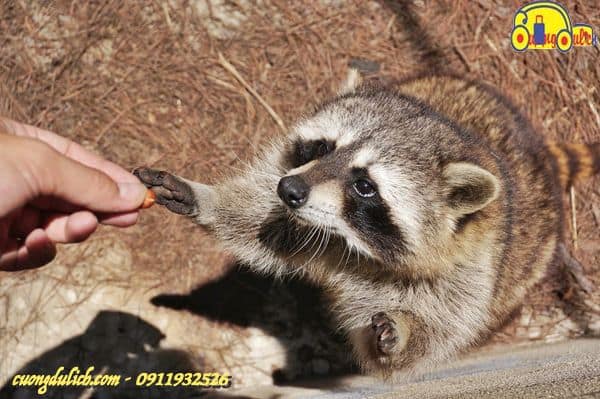 Zoodoo-Da-Lat-2019-16