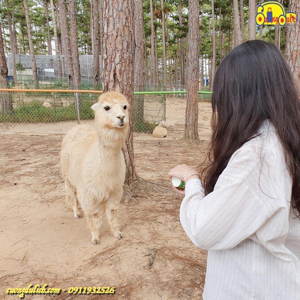Zoodoo-Da-Lat-2019-08