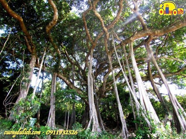 Dinh-Ban-Co-Da-Nang-06