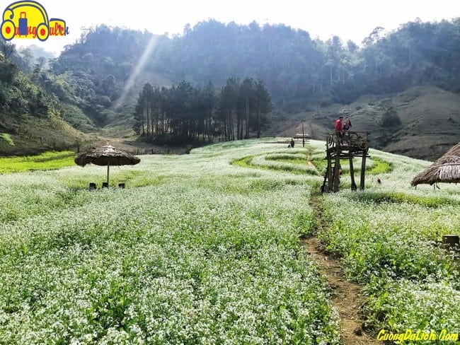 huong-dan-di-moc-chau-son-la-6