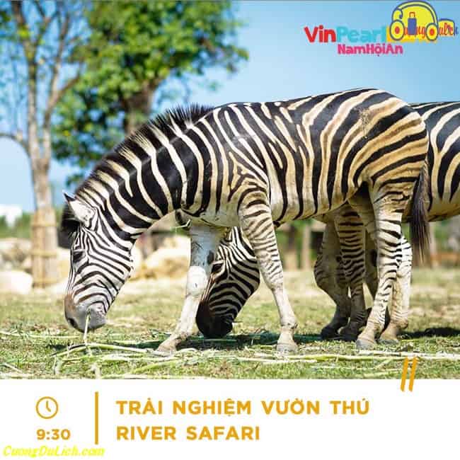 vinwonders-nam-hoi-an-co-gi-5